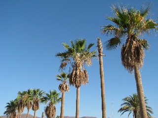 PALMA FLORACION 014