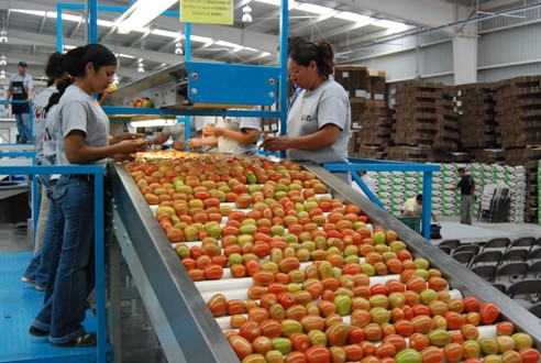 MAQUILA TOMATE BCS